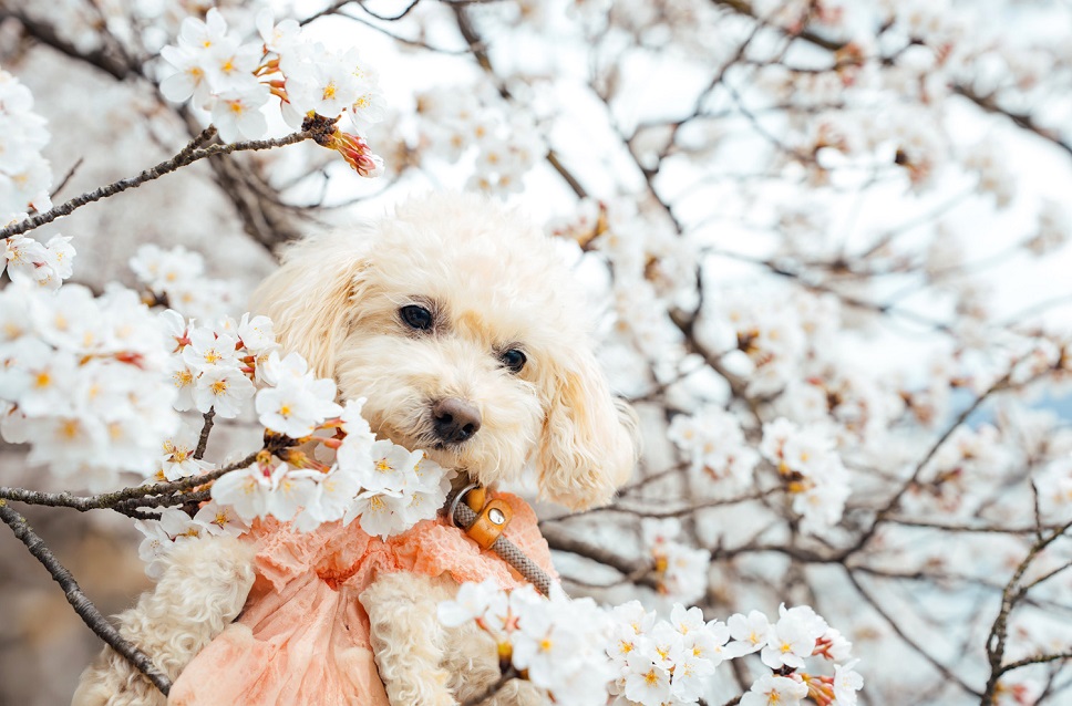 스페셜 오퍼 이미지