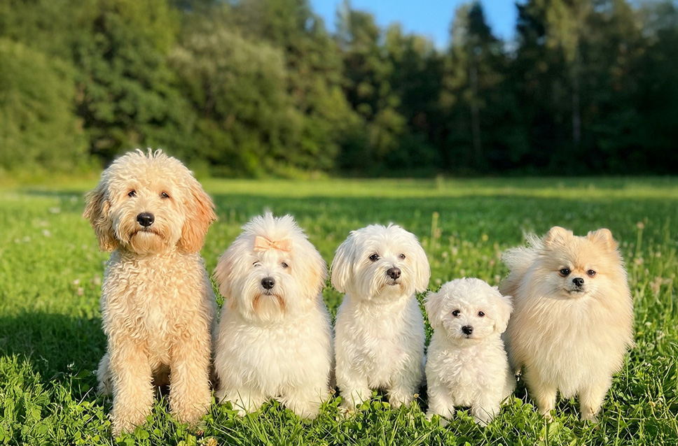 스페셜 오퍼 이미지