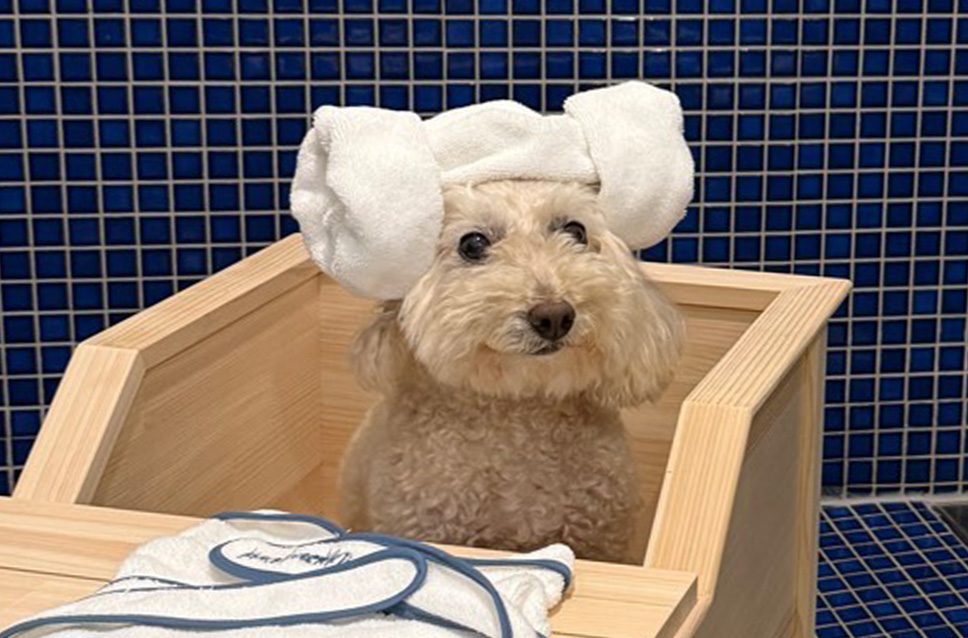 스페셜 오퍼 이미지