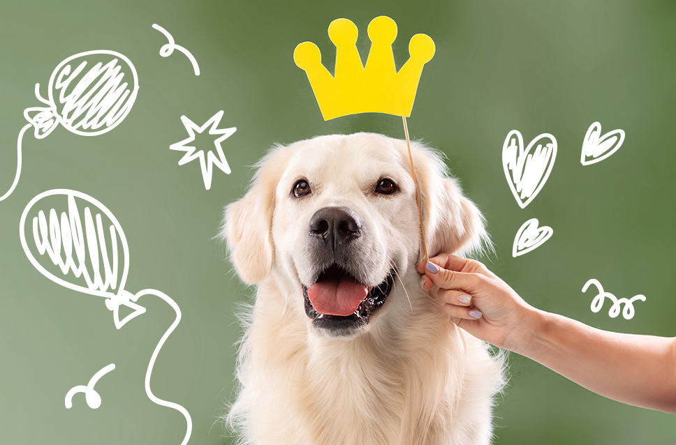 스페셜 오퍼 이미지