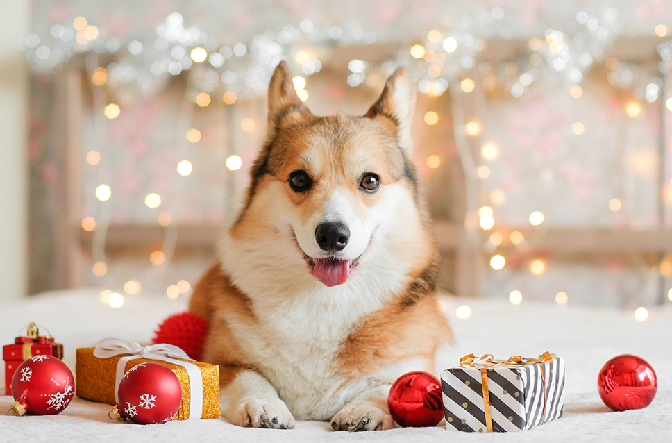 스페셜 오퍼 이미지